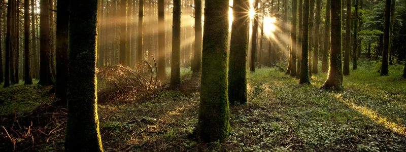 La foresta della felicità, nel Bosco Archifòro a passo di Shinrin-yoku