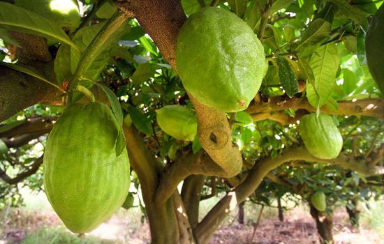 cedro1 7e87b306 - Meraviglie di Calabria - 11