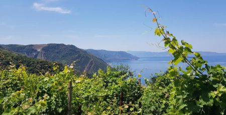 uva zibibbo bagnara 5 7e5ea37f - Meraviglie di Calabria - 25