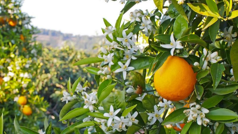 zagara fiori darancio 1 7ea1611f - Tra le zagare in fiore, un cammino tra natura e meditazione - 1 Tra le zagare in fiore, un cammino tra natura e meditazione