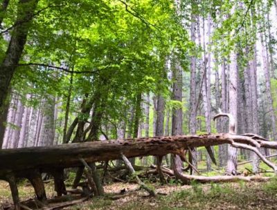 I Giganti della Sila a riposo per un po’, la Riserva FAI si rigenera