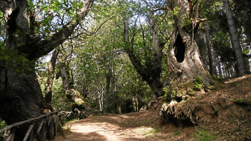 i giganti del cozzo del pesco 01 7f1d49ba - Il Cammino delle Meraviglie tra i Giganti Cozzo del Pesco - 1 Il Cammino delle Meraviglie tra i Giganti Cozzo del Pesco