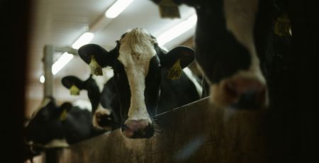 Mucche Campotenese scaled 812210c2 - Meraviglie di Calabria - 21