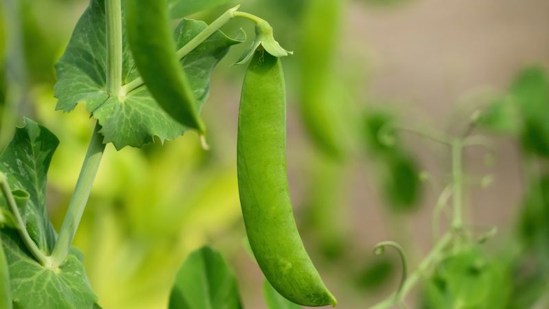 Colture di nicchia e leguminose, Amendolara celebra “u’ verdon”