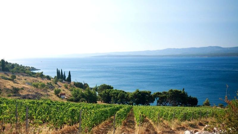 calabria vines 81fd69f7 - <strong>La Calabria che non fa rumore</strong> - 1 <strong>La Calabria che non fa rumore</strong>