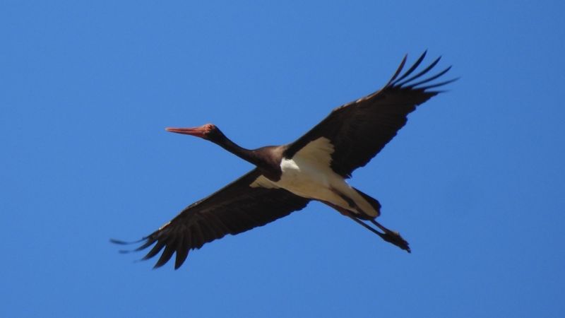 Eurobirdwatch 2026 da record nel Parco Nazionale della Sila