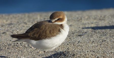 Fratino 820fa5d9 - Meraviglie di Calabria - 45