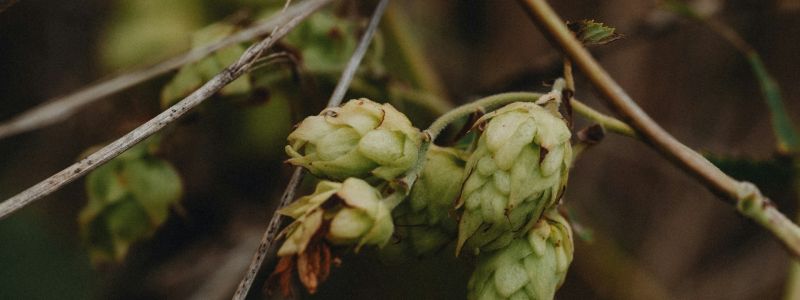 La scienza studia il lepone, inimitabile e aromatico luppolo calabrese