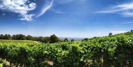 Vigneto Cantine Ippolito 1845 8292abca - Meraviglie di Calabria - 19