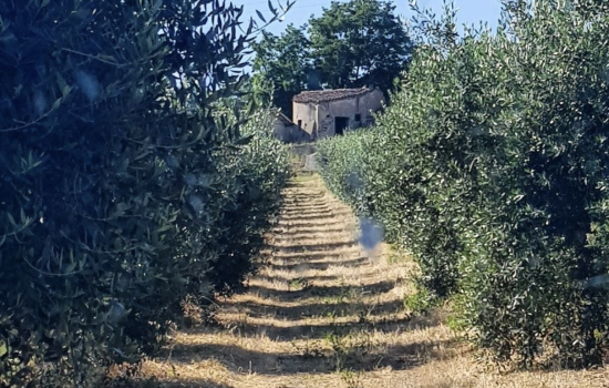 Agricola Doria 1 e1680130650977 8300e589 - Meraviglie di Calabria - 1