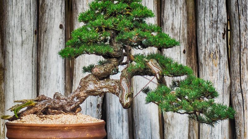 Al Parco della Biodiversità la Mostra Nazionale del Bonsai e Suiseki