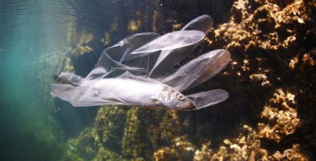 plastic free 845711f8 - Meraviglie di Calabria - 37