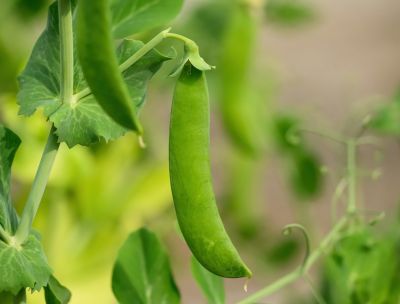 Colture di nicchia e leguminose, Amendolara celebra “u’ verdon”