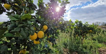 Bergamotto 1 864c4f6e - Meraviglie di Calabria - 15