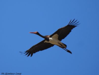 Eurobirdwatch 2026 da record nel Parco Nazionale della Sila