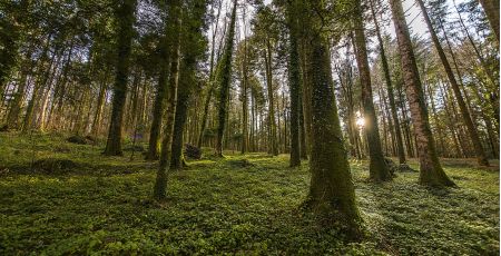 Giuseppe-Bruno-Cat.A-Foresta-presso-Santa-Maria-Serra-San-Bruno-VV-scaled