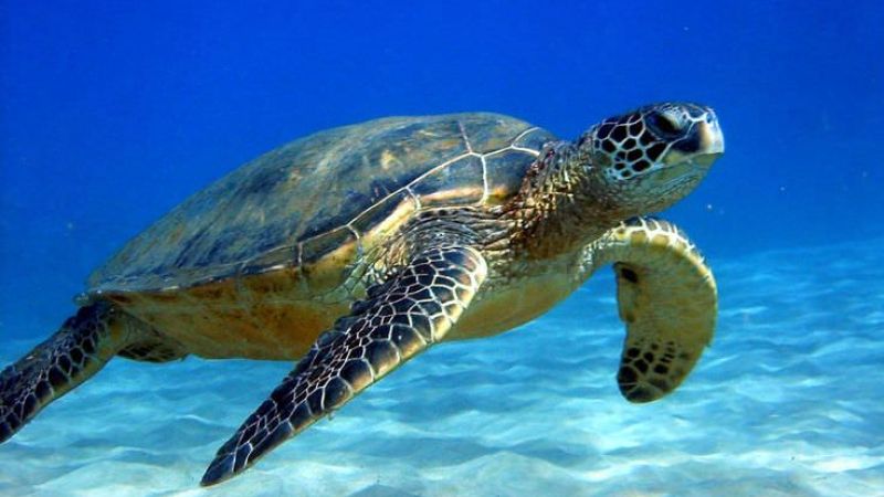 Loggerhead sea turtle facts and photos 866dc721 - Tartarughe marine, 100 i nidi censiti e messi in sicurezza dal WWF: 15 sono in Calabria - 1 Tartarughe marine, 100 i nidi censiti e messi in sicurezza dal WWF: 15 sono in Calabria
