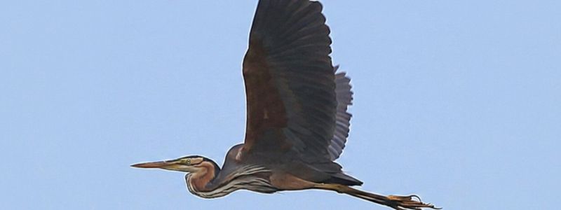 Miracoli della biodiversità, i primi nidi di Airone rosso in Sila
