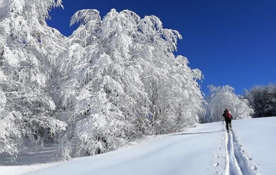 Sila neve ph Cammina Sila 17 879cbd2f - Meraviglie di Calabria - 1