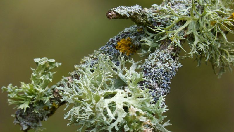 licheni 87dc9a26 - La Sila che ispira, con i suoi licheni una pasta da alta cucina - 1 La Sila che ispira, con i suoi licheni una pasta da alta cucina