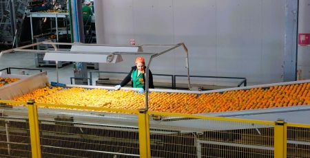 Clementine consorzio 8864537d - Meraviglie di Calabria - 11