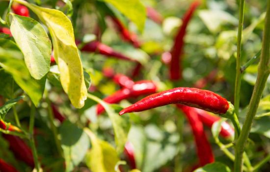 Peperoncino 1 89c3240a - Meraviglie di Calabria - 1