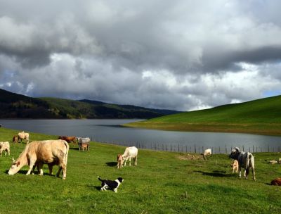 Fattorie Aperte in Sila, cento giorni nella natura (anche) con l’aiuto AI