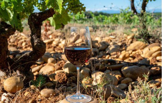 vigna paola vino