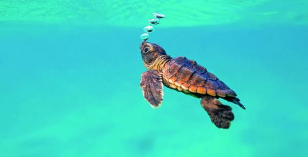 Caretta 7 tartarughino che nuota edit 8a797ff9 - Meraviglie di Calabria - 21