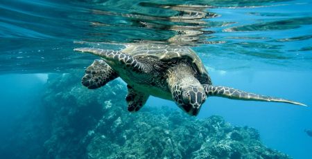 Caretta caretta cover 8af74275 - Meraviglie di Calabria - 41