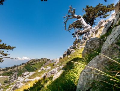 Il Pollino regala alla scienza una nuova specie del fiore “Armeria”