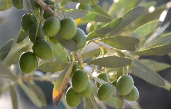 olive 8adb7637 - Meraviglie di Calabria - 3