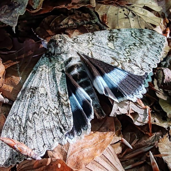 Biodiversità, nel Parco del Pollino censite ben 335 specie impollinatrici
