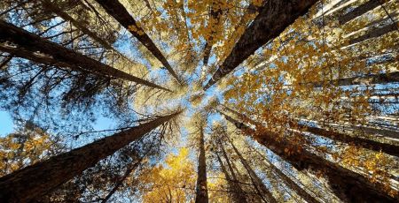 Giganti della sila 8be03216 - Meraviglie di Calabria - 44