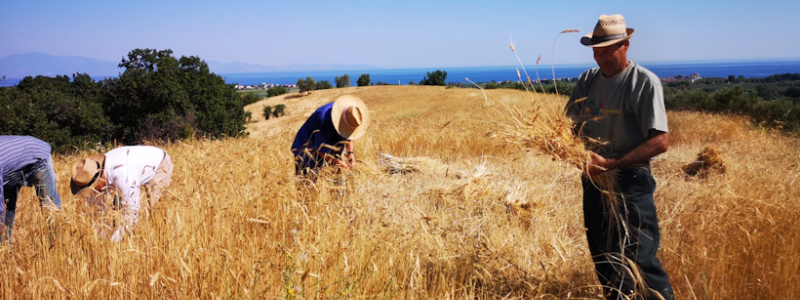 Nella Sila Greca è tempo di mietitura a mano come nel passato – VIDEO