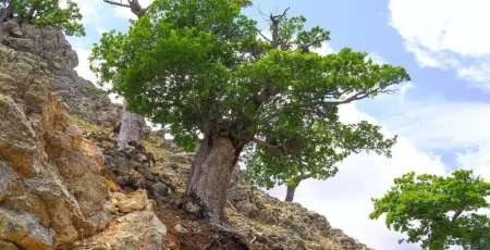 quercia lungo il crinale di Monte Perre 1024x768.jpg 8bec8b09 - Meraviglie di Calabria - 1