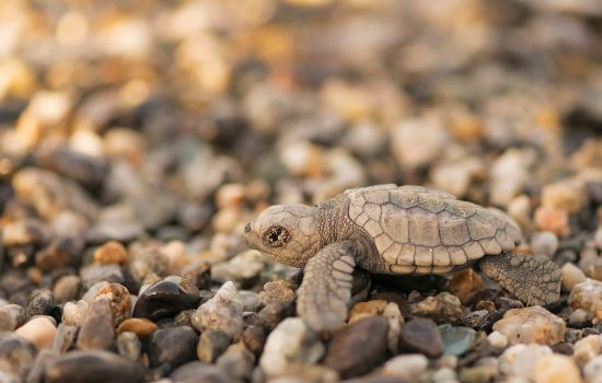 caretta