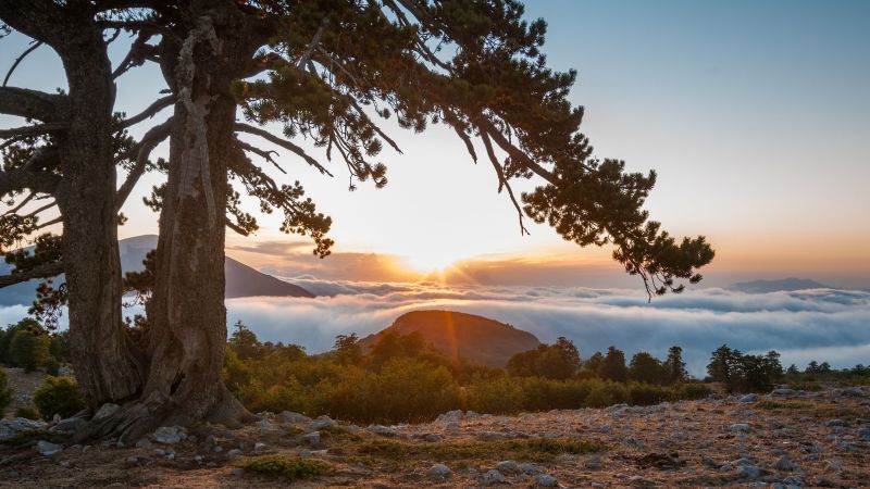 Pollino pino loricato 8cca7a54 - Rai 1, 'Linea Verde Sentieri' in Calabria sulla strada verde dei parchi - 1 Rai 1, ‘Linea Verde Sentieri’ in Calabria sulla strada verde dei parchi