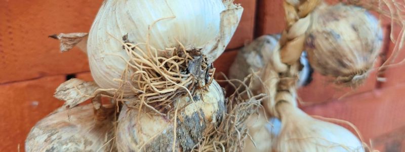 Slow Food, 4 nuovi Presìdi calabresi a Terra Madre Salone del Gusto