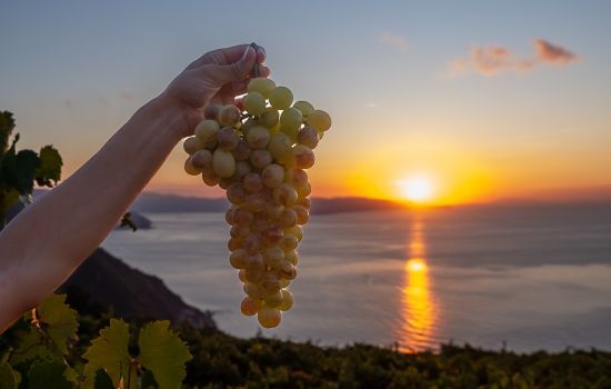 uva grappolo tramonto a 8d402bef - Meraviglie di Calabria - 1