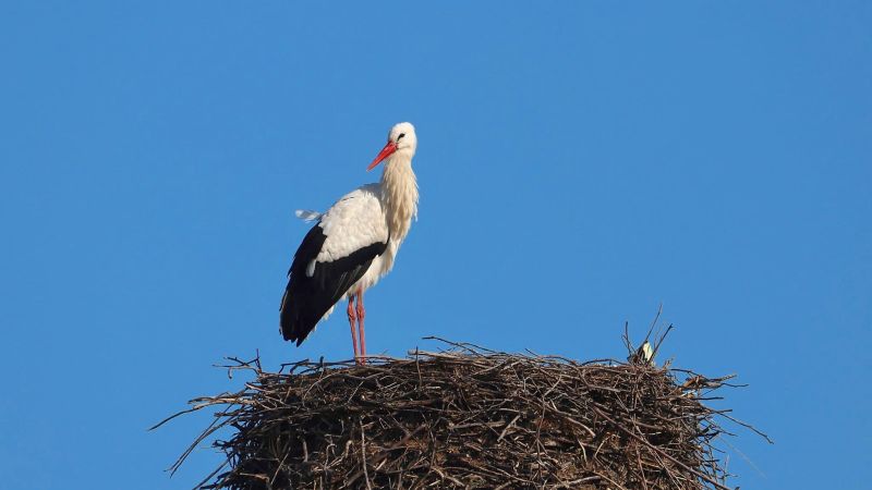 Cicogna LIPU ph Maria Corrado ed Ernesto Napolitano 6 a 8ef1abb6 - Capodanno in Calabria anche per la cicogna bianca tornata dal Sahel - 1 Capodanno in Calabria anche per la cicogna bianca tornata dal Sahel