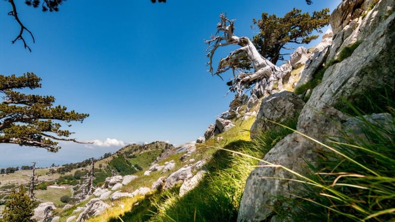 Il Pollino regala alla scienza una nuova specie del fiore “Armeria”