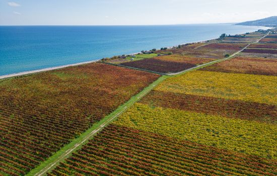 Vigneti Ciro mare 8e566f16 - Meraviglie di Calabria - 5