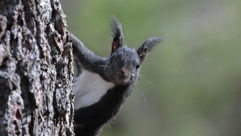 scoiattolo nero aspromonte Ph Giuseppe Martino 8e0029ea - “Gli Amici Animali”, su Rai 3 la fauna del Geoparco dell'Aspromonte - 1 “Gli Amici Animali”, su Rai 3 la fauna del Geoparco dell’Aspromonte