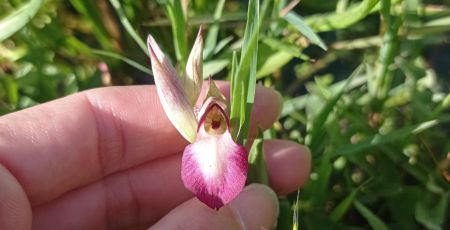 Ferruzzano BioBliz orchidea %C2%A9 Giuliana Mazzacuva a 8f57382e - Meraviglie di Calabria - 29