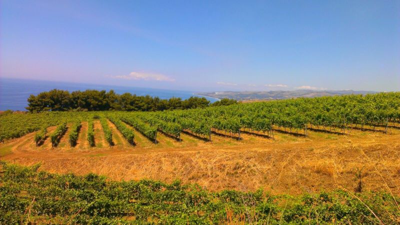 VINI REGGINI 4 8fc18554 - <strong>Il carattere mediterraneo dei vini reggini</strong> - 1 <strong>Il carattere mediterraneo dei vini reggini</strong>