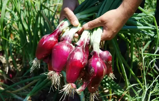 cipolla rossa tropea igp mani 8fb7ff77 - Meraviglie di Calabria - 9