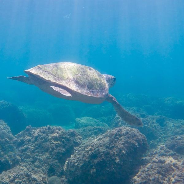 Rea, la tartaruga soccorsa a Brancaleone ritorna in mare