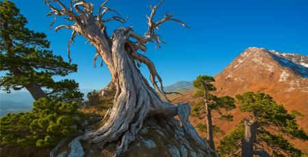 pino loricato parco del pollino 90f58c88 - Meraviglie di Calabria - 5