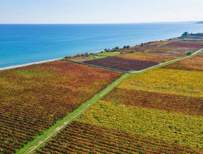Cirò verso la Wine Night, gli eventi Off e i Wine Tour tra le vigne